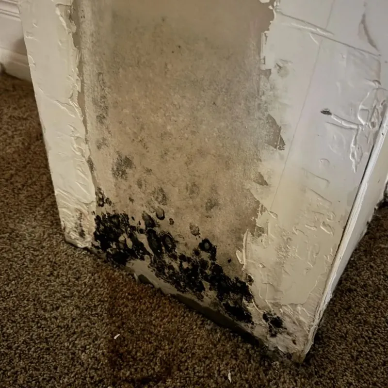 Professional Mold Removal in Harper County, OK